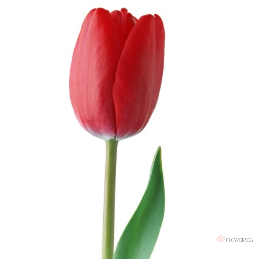 ������� ��������