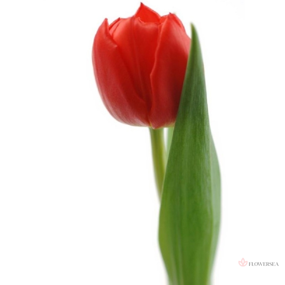 ������� ��������