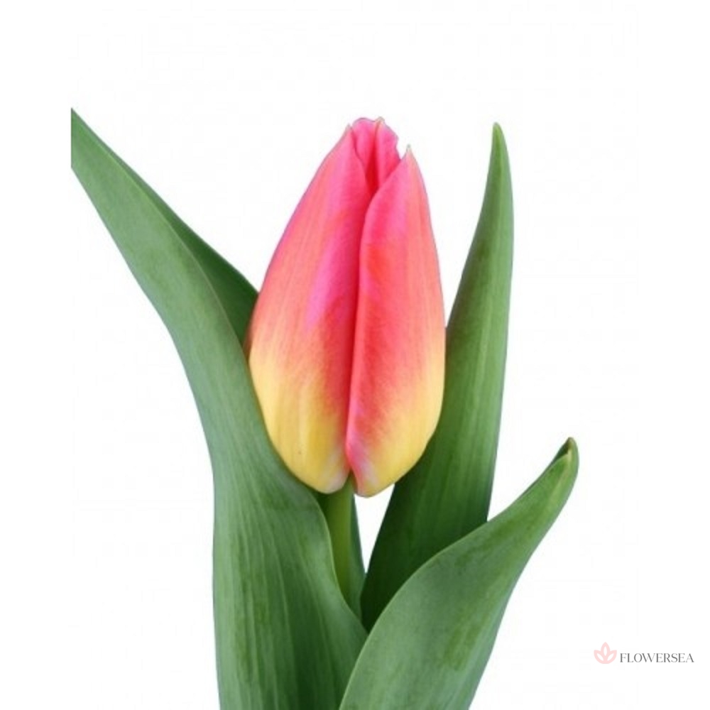 ������� ����� - �������