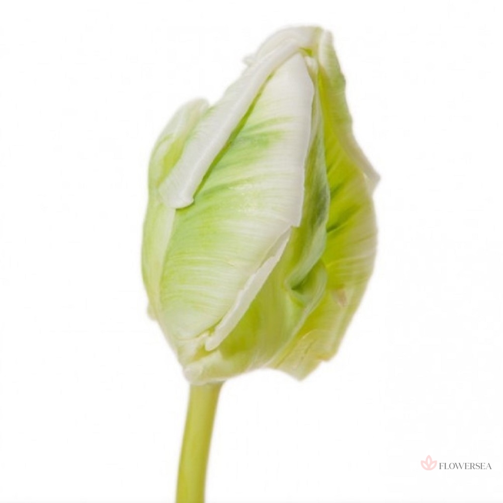 ������� ���-�������