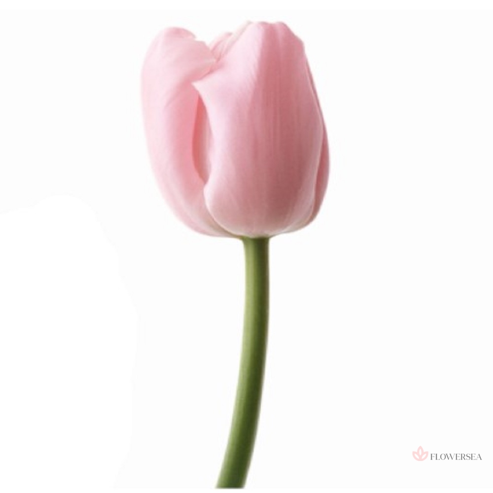 ������� �����-�������