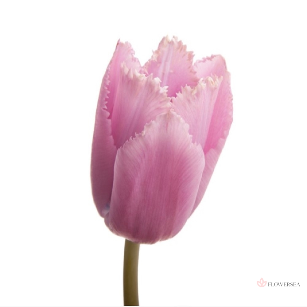 ������� ����� - ��������