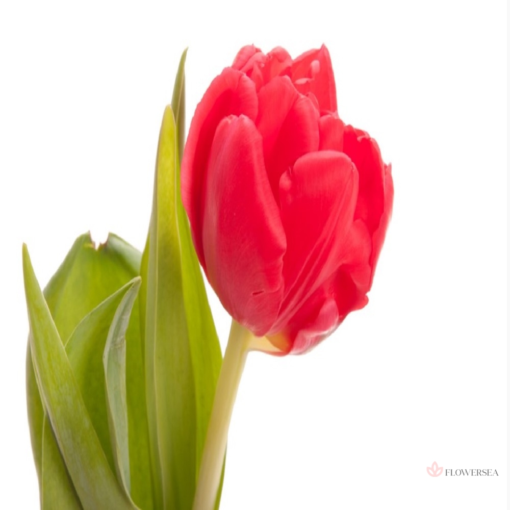 ������� ��������