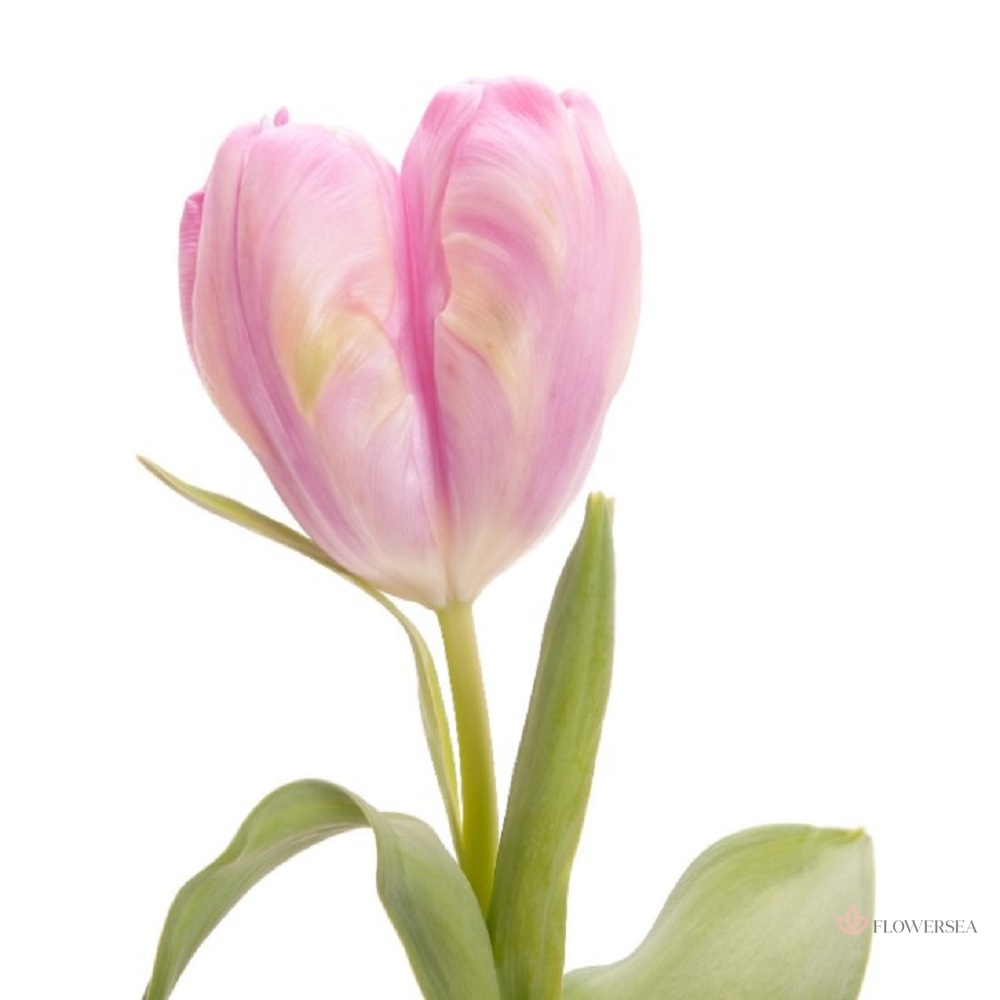 ������� �����-�������