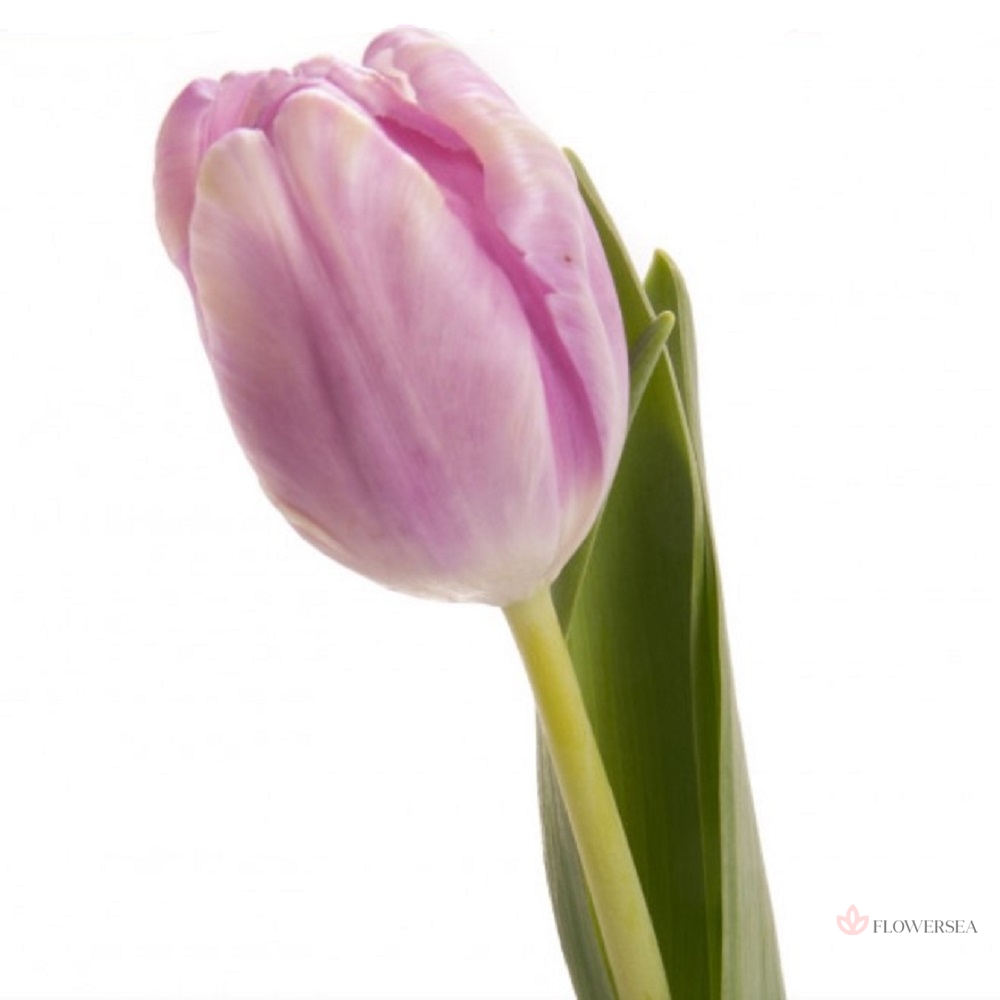 ������� ��������