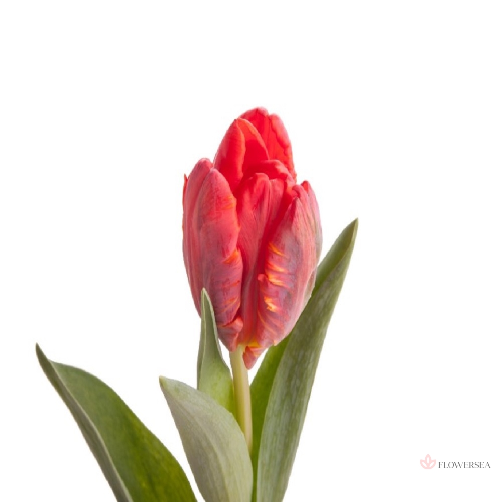 ������� ��������