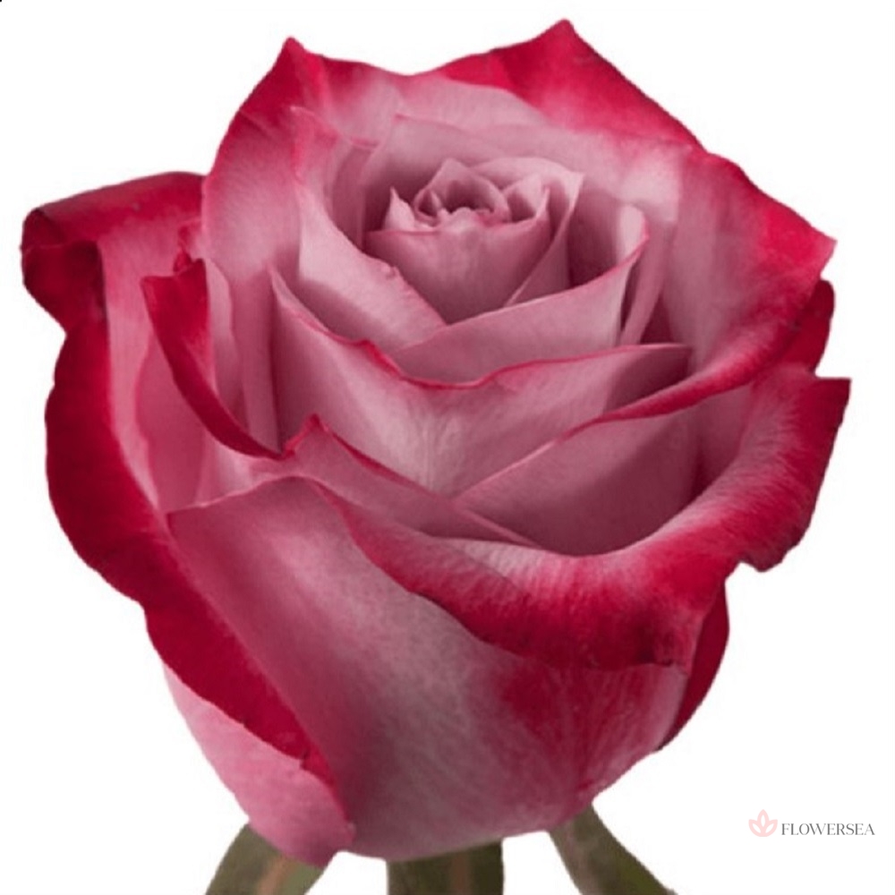 ���� ��� �����