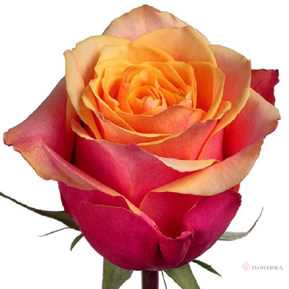 ������� ���� �����