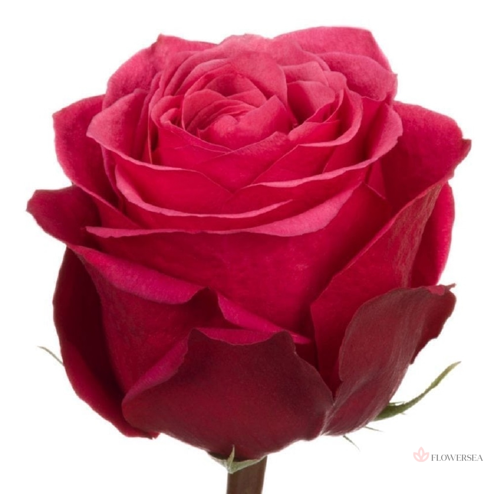 ������� ����� �