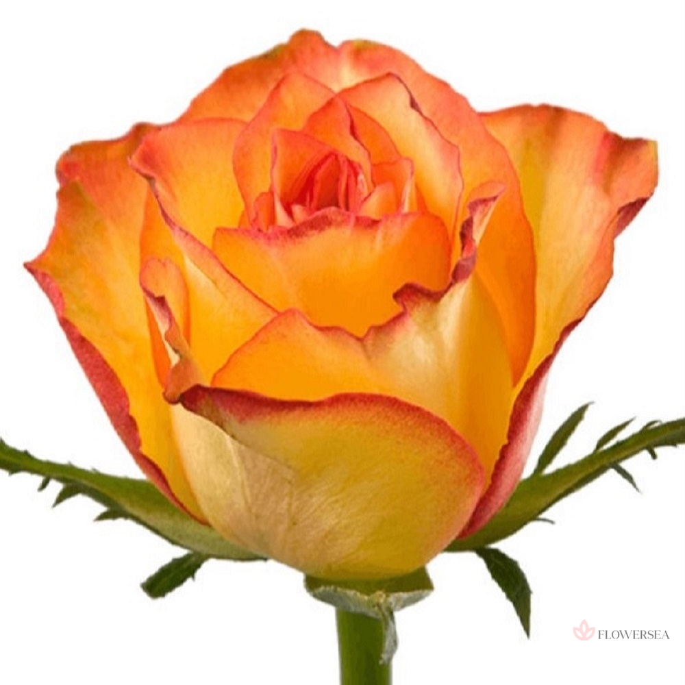 ������� ��� ������