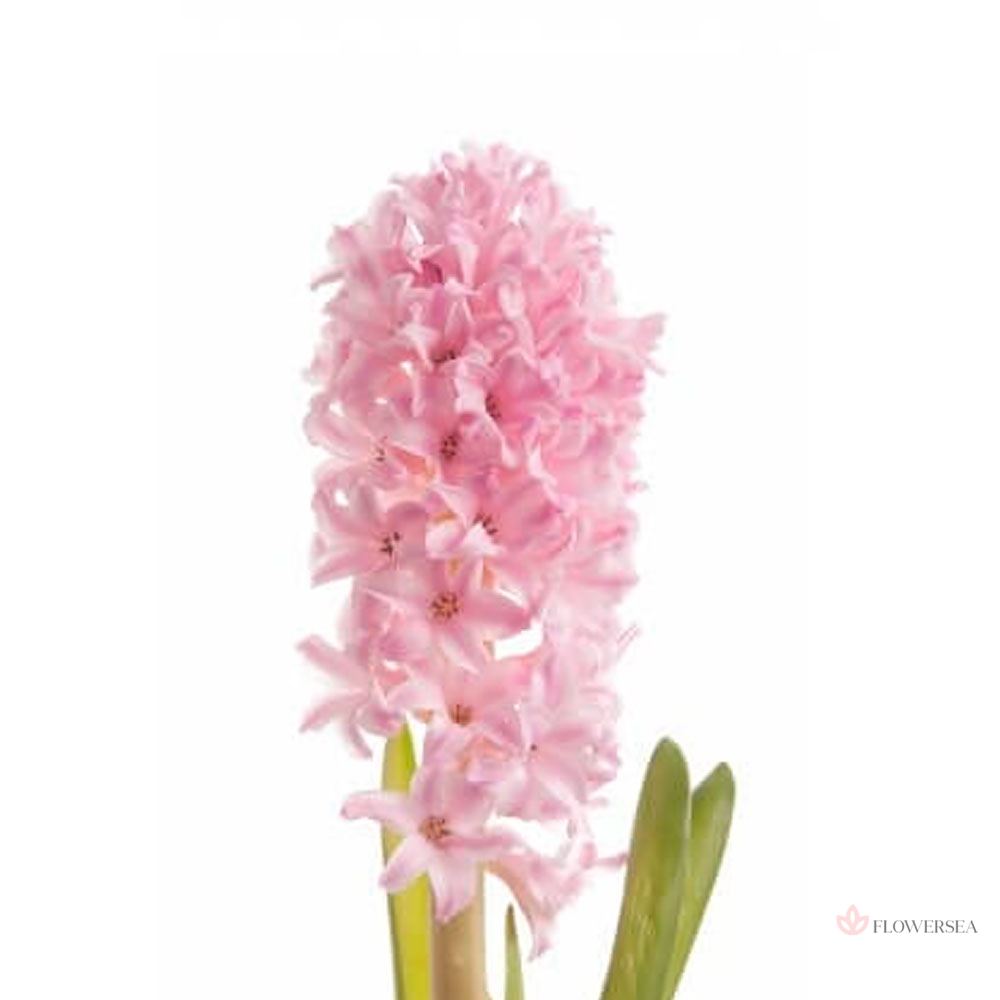 ������� ������-�������