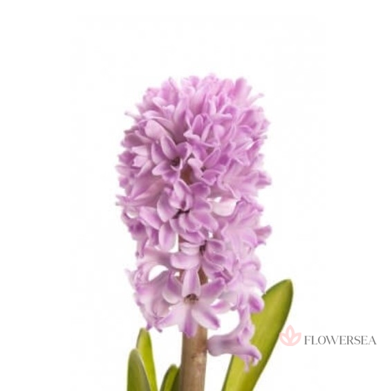 ������� ���������