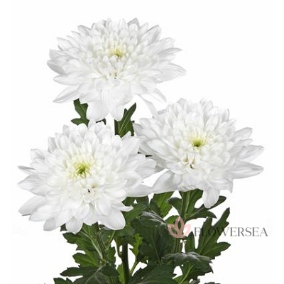 ���������� ������ ���� 