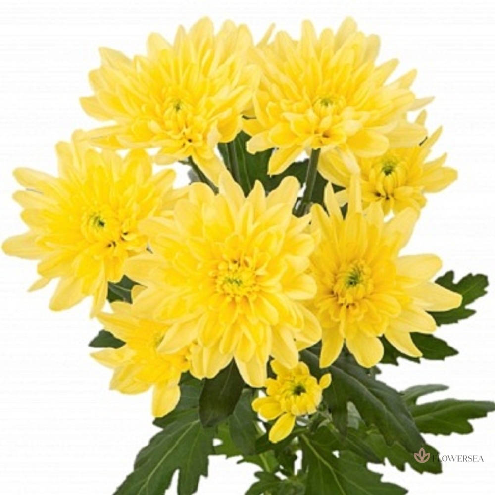 ���������� ������ ����� 