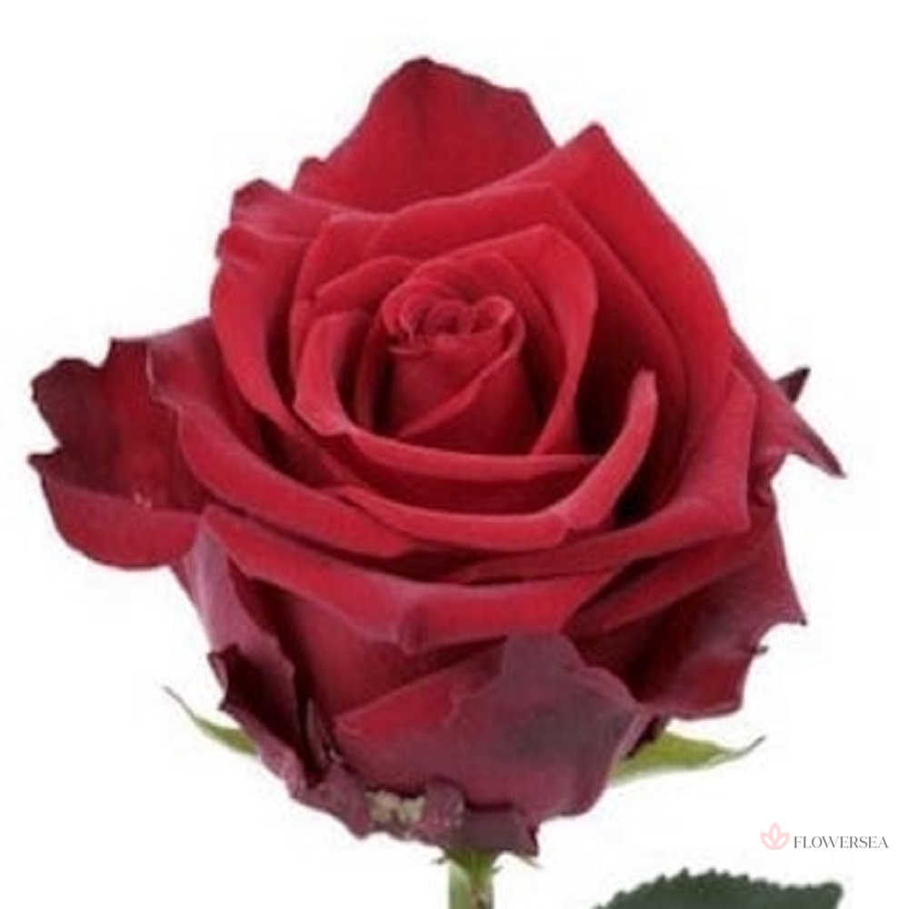 ������� ���������