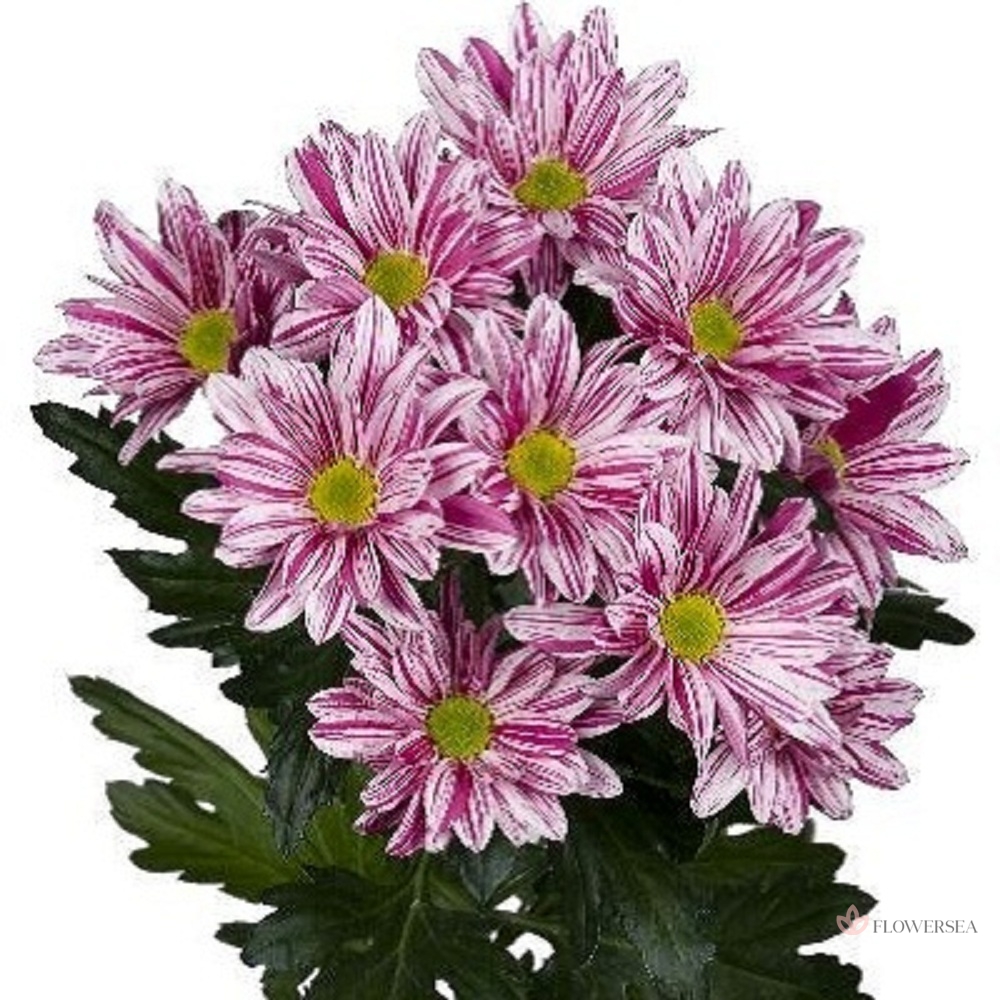 ���������� ������ ������ 