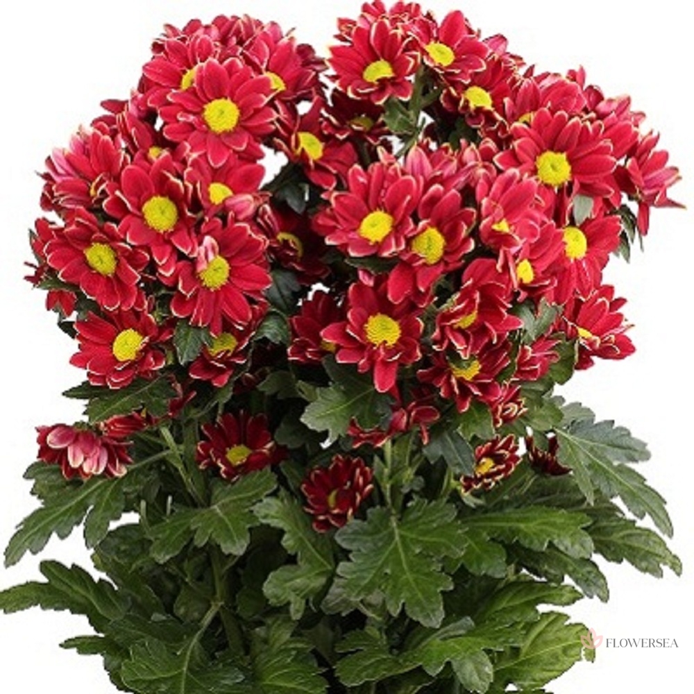 ���������� ������ ������� 