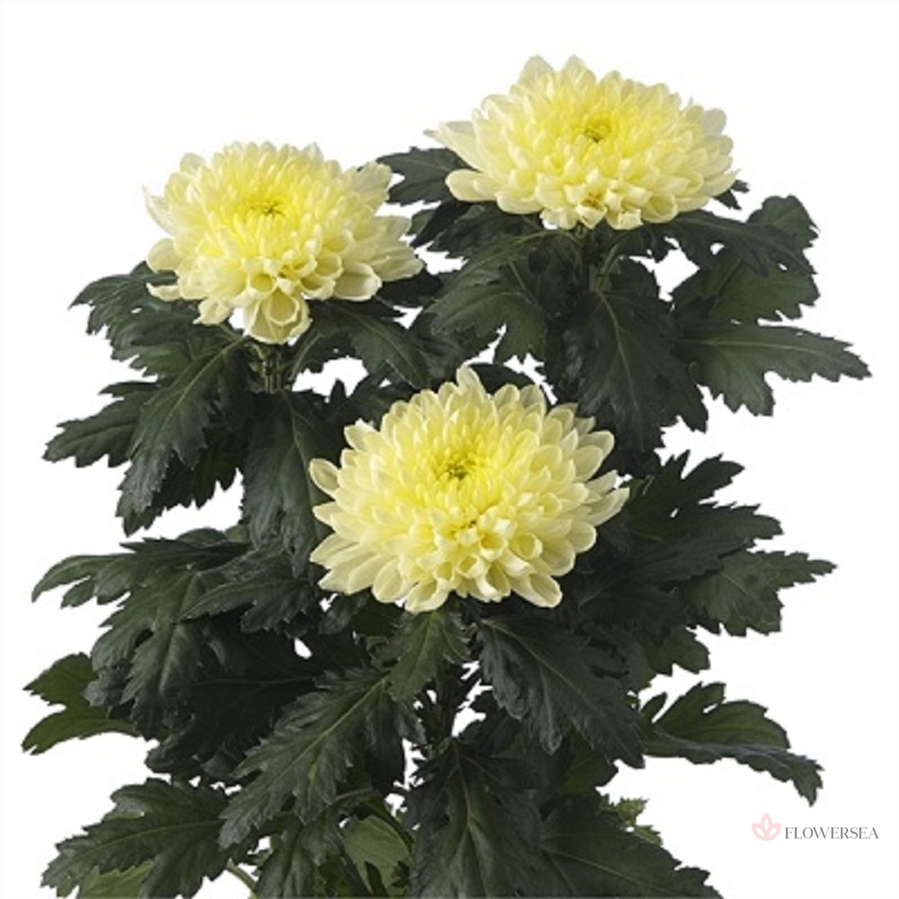 ���������� ������ �������