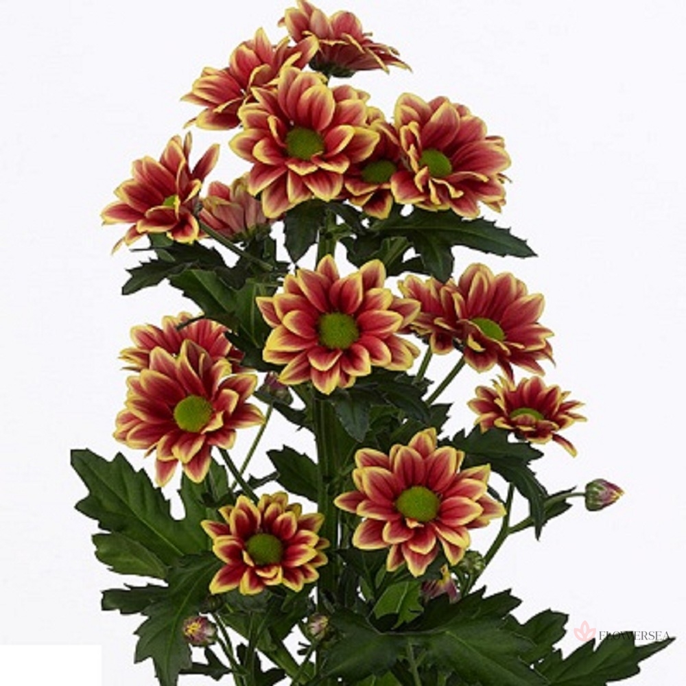 ���������� ������ ������� - �����