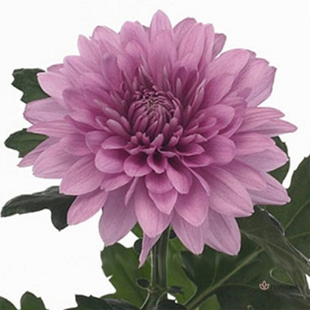 ���������� ����� - �������