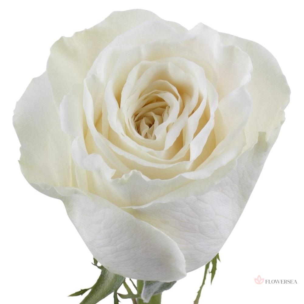 ������� ����� ������