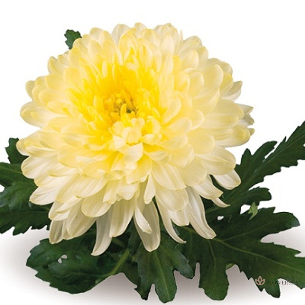 ���������� ���������� ���-�����