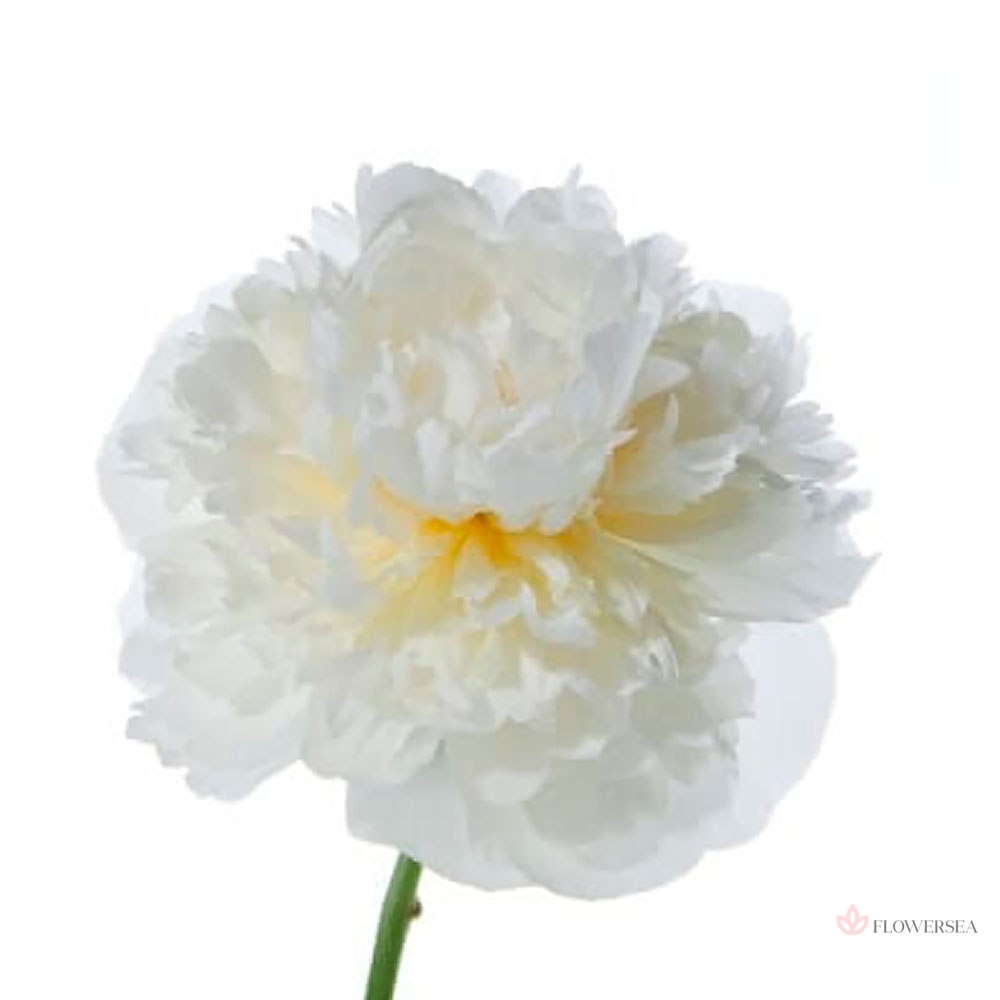 ���� �����