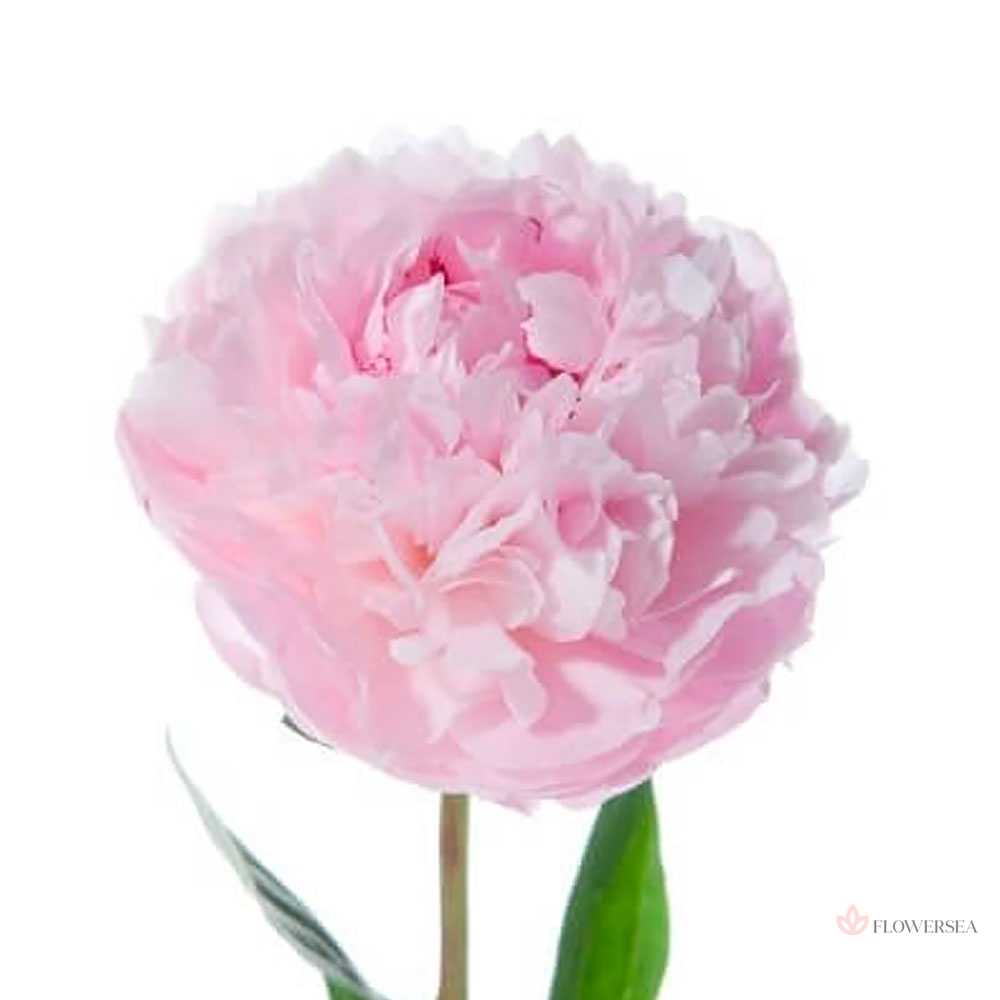 ���� �������