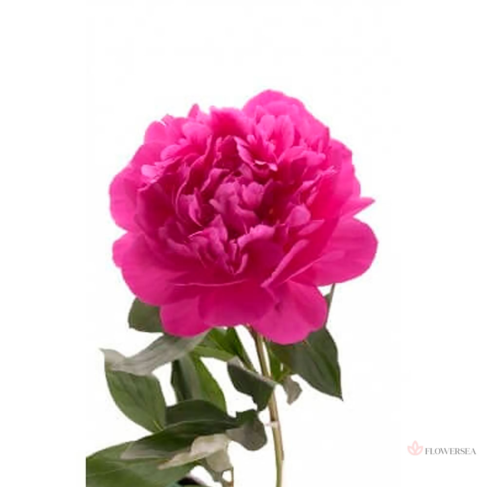 ���� ���������