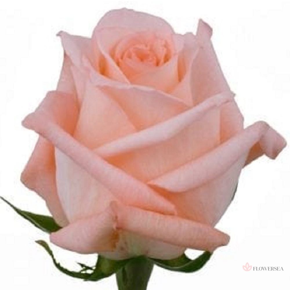 ������� ����������