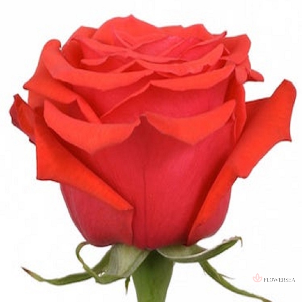 ������� ͳ��