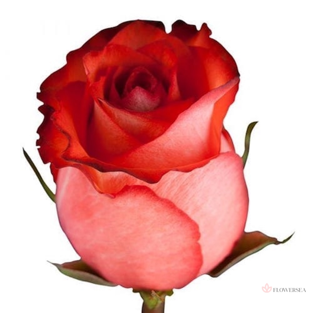 �������  ������