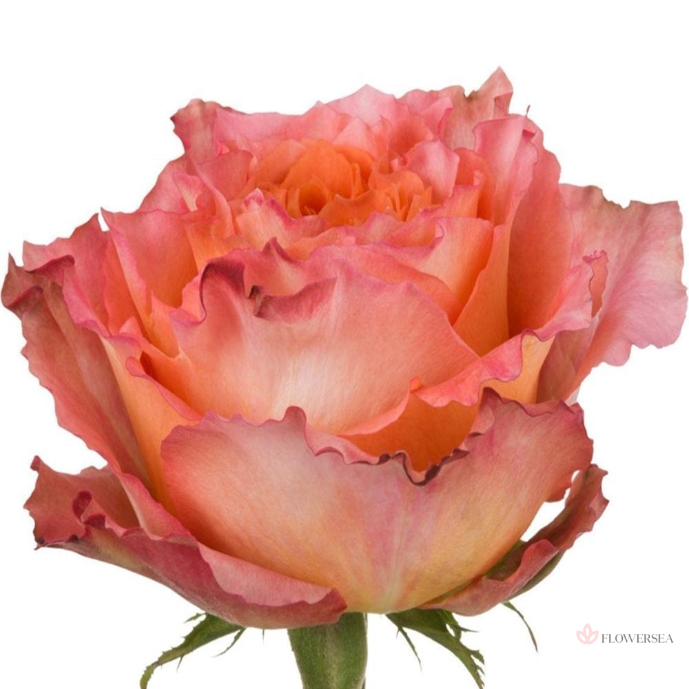 ������� �� ����