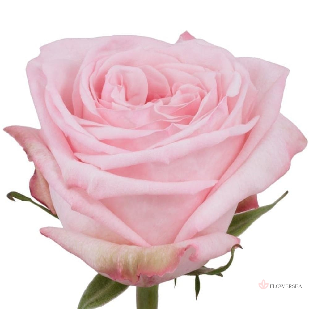 ������� ϳ�� �����