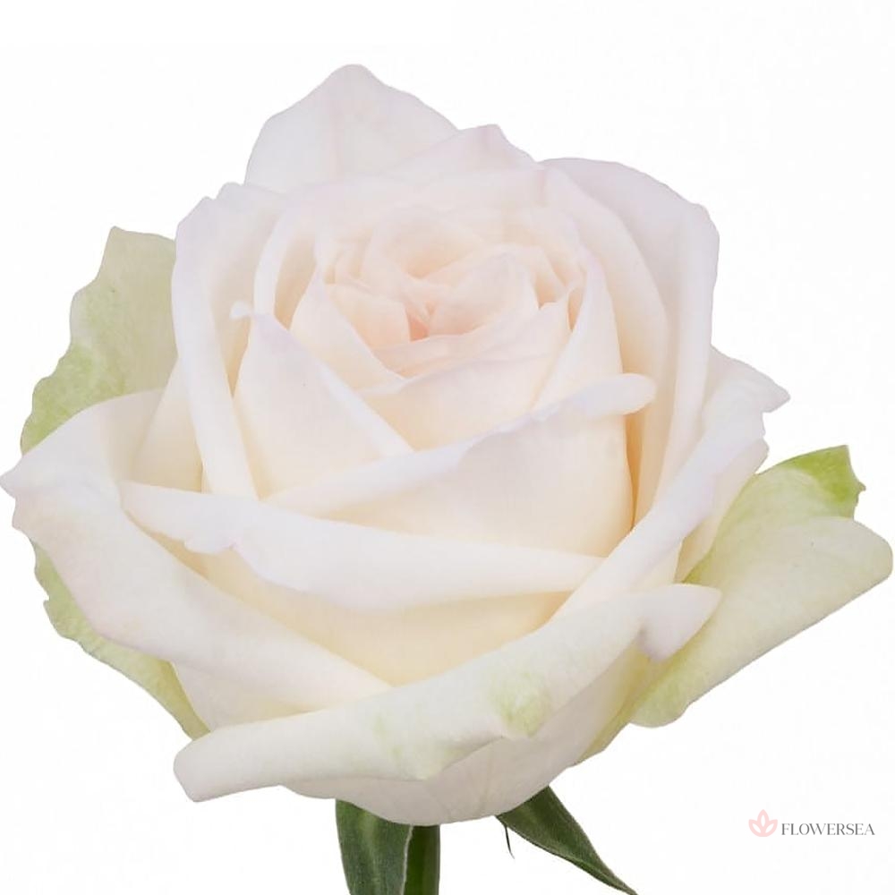 ������� ���� �����