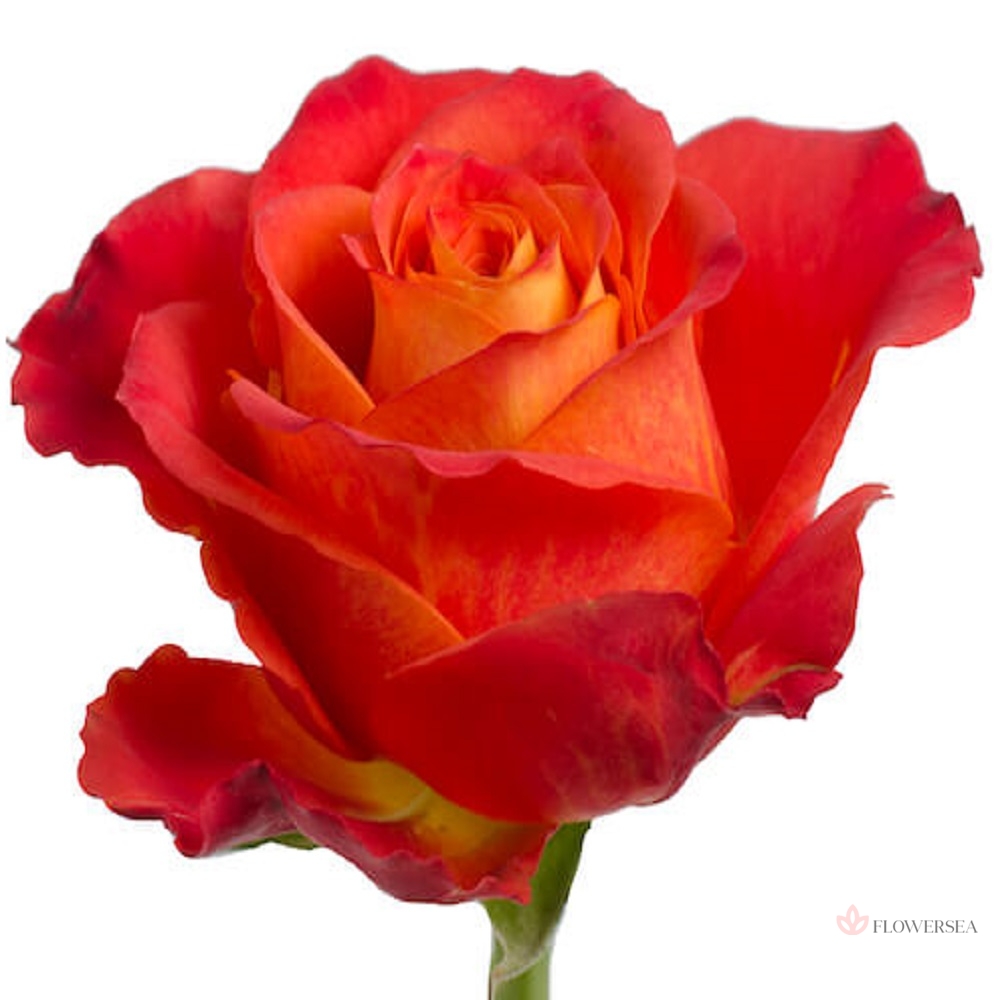 ������� �����