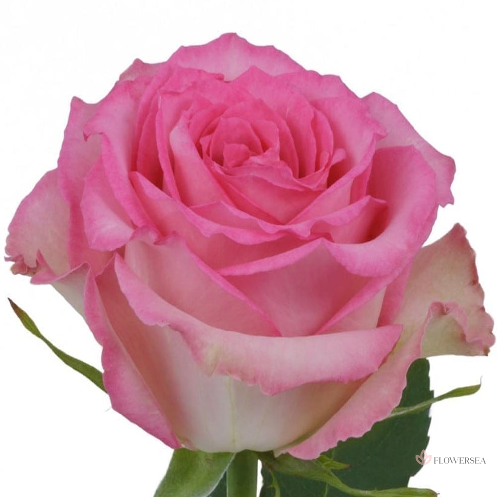 ������� ��� ����