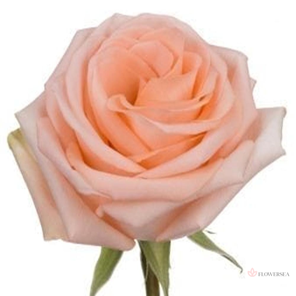 ������� ҳ�����