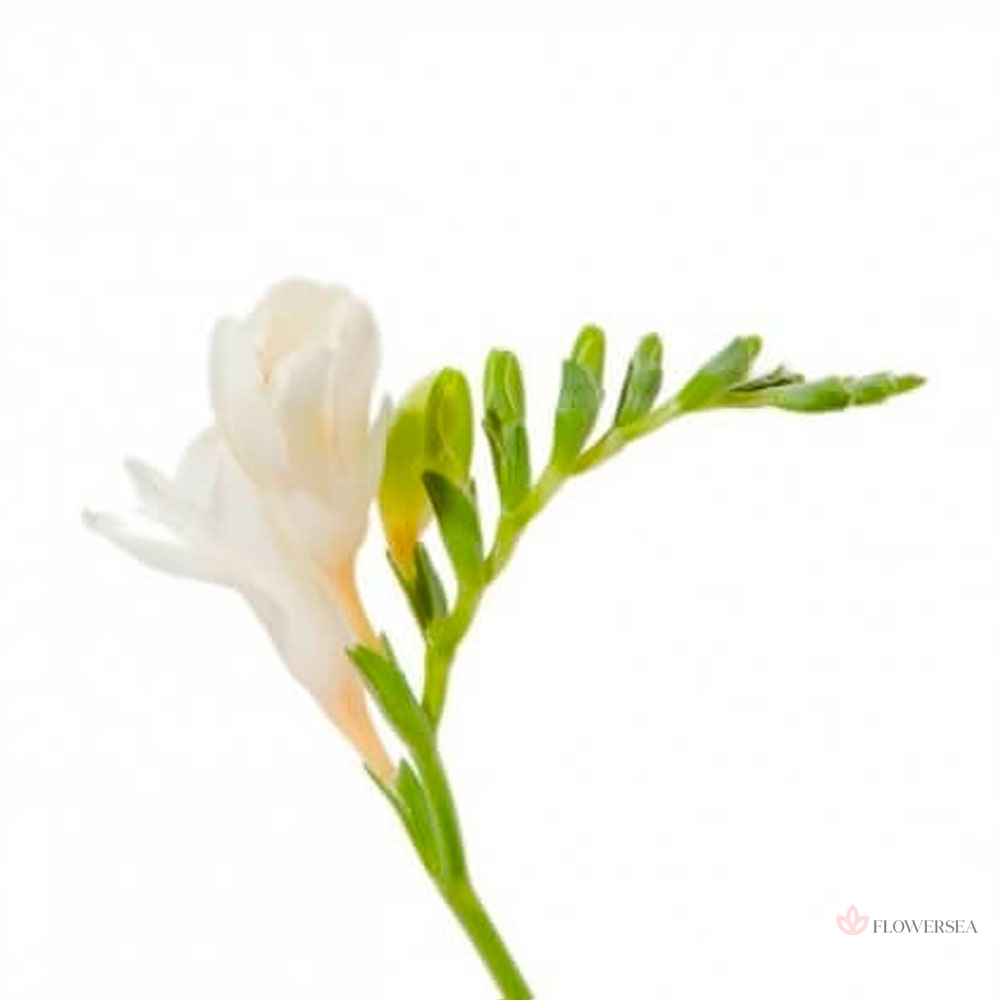 ���� �����