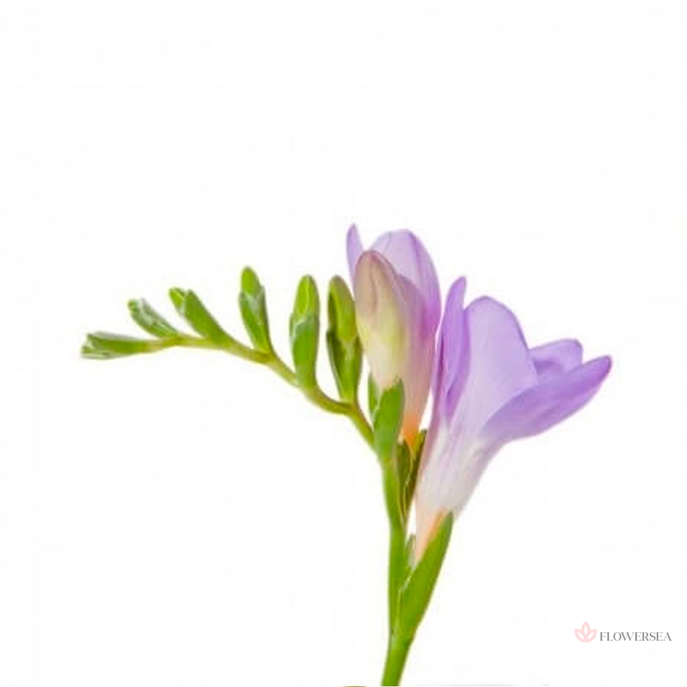 ����� - ������� �����