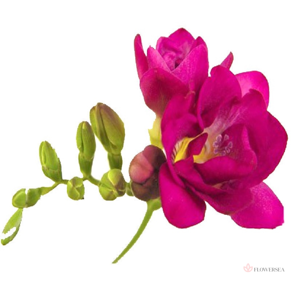 ������ �����