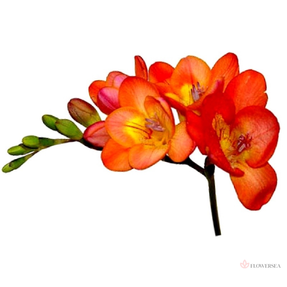 �������� �����