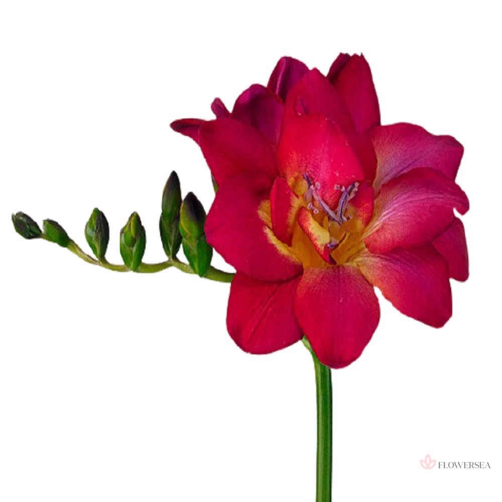 �������� �����