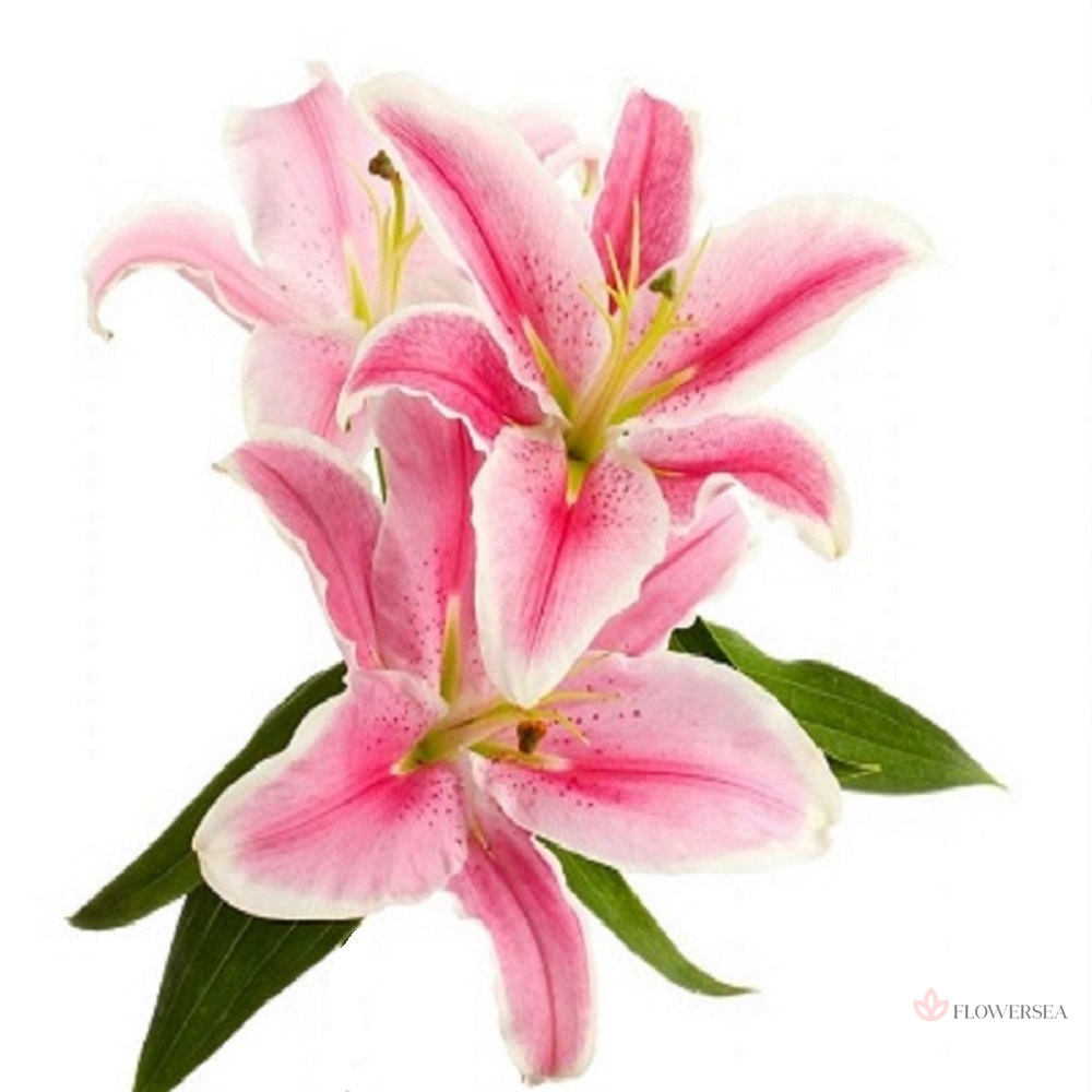 ˳�� ��� ������