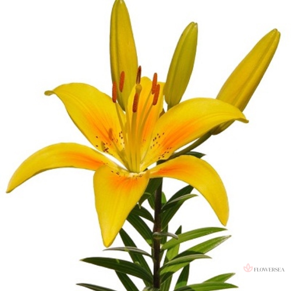 ˳�� �����