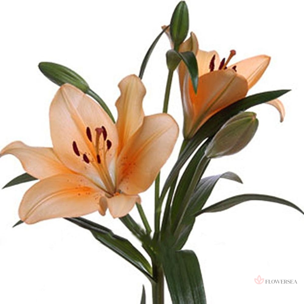 ˳�� ���������