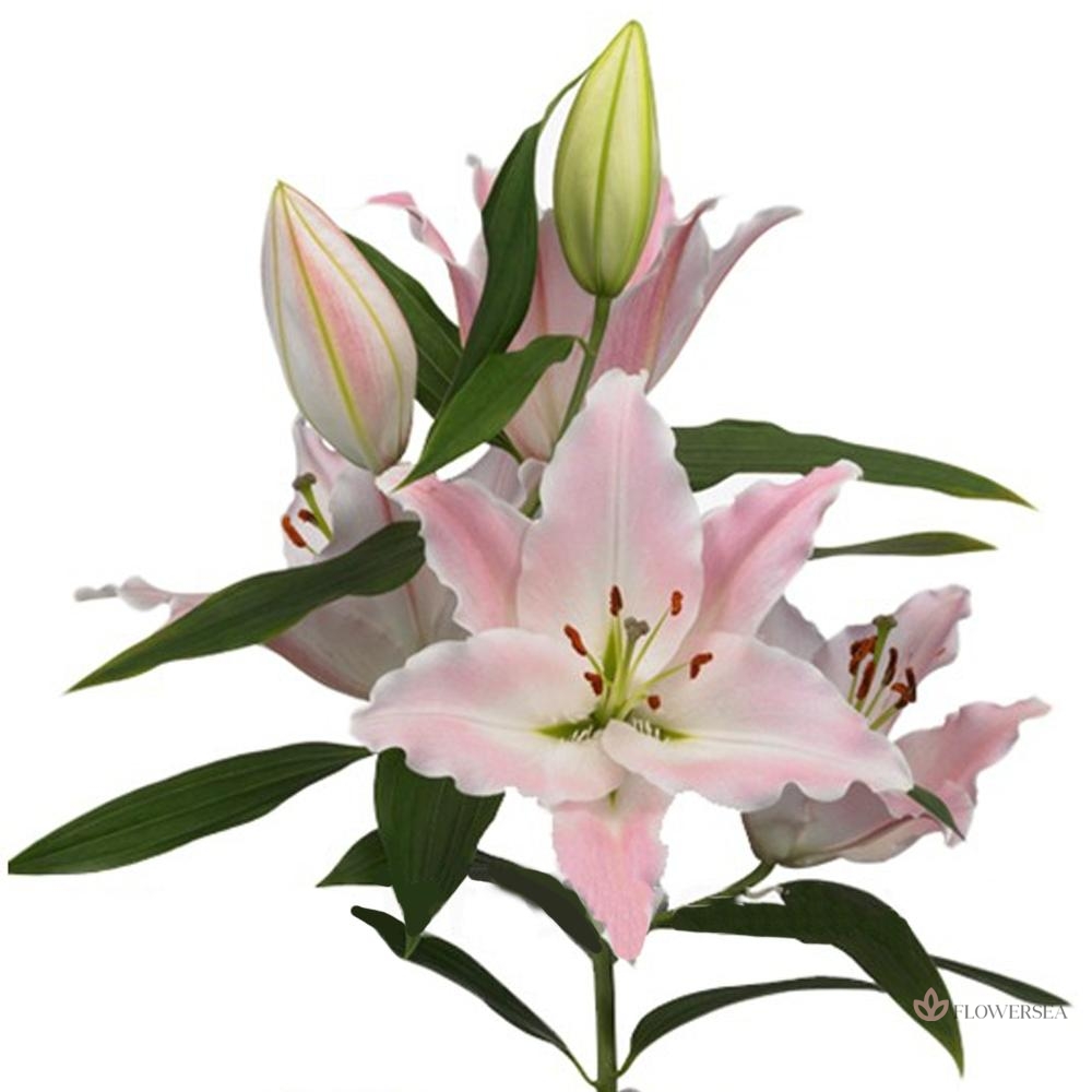 ˳�� ����� ������