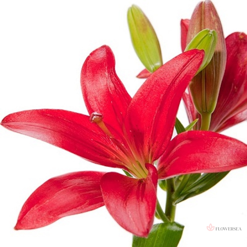 ˳�� ��������