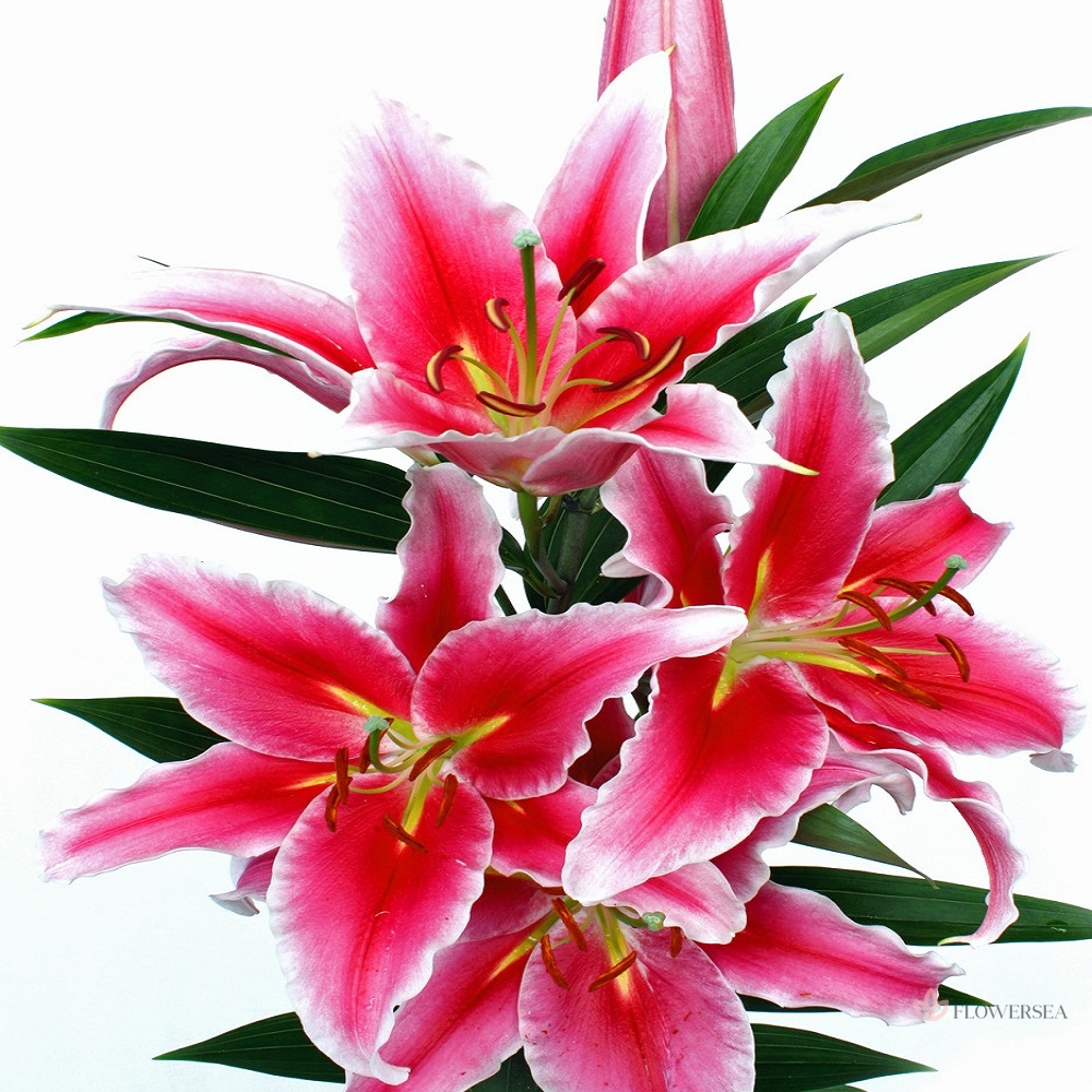 ˳�� ������