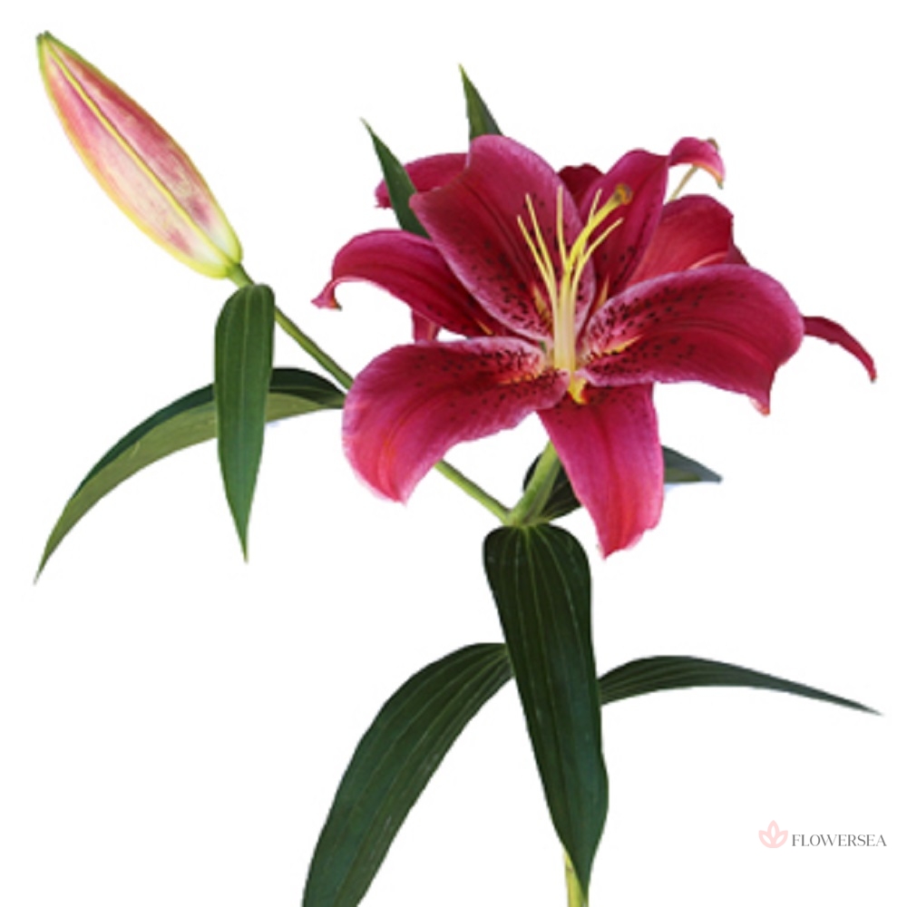 ˳�� ��������